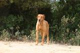 RODESIAN RIDGEBACK 271